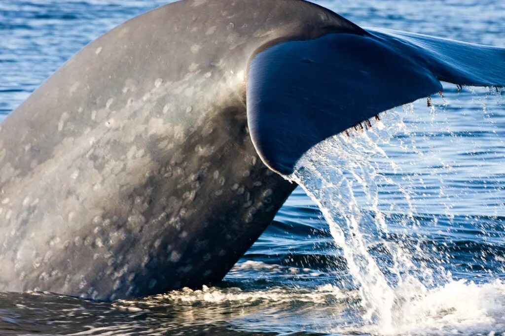 Фото переводчик кита. Кит Balaenoptera musculus. Голубой кит. Синий кит. Голубой кит фото.