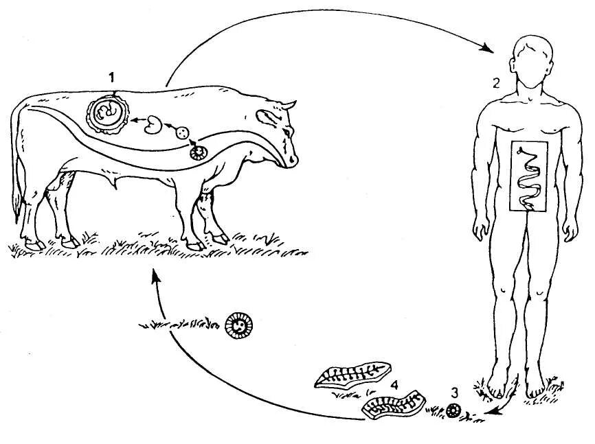 Может ли человек быть промежуточным хозяином. Жизненный цикл гельминтов схема. Схема жизненного цикла гельминтов описторхоз. Жизненный цикл геогельминтов схема. Жизненный цикл биогельминтов схема.