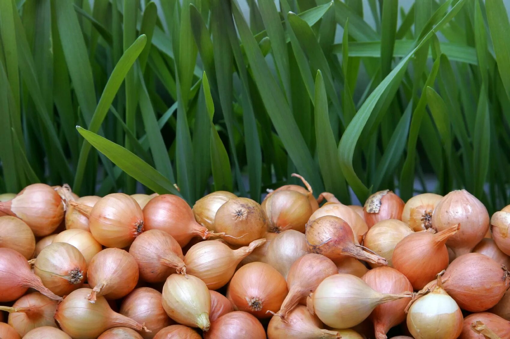 Mixed onion. Лук севок шетана. Лук-севок Штутгартер Ризен. Лук севок Альбион. Лук шалот растение.