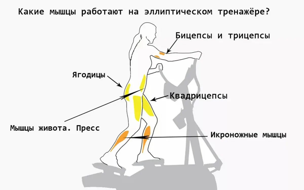 На велосипеде качаются мышцы. Эллиптический тренажер нагрузка на мышцы. Эллипсоидный тренажер какие мышцы работают. Эллиптический тренажер на какие группы мышц действует. Какие группы мышц тренирует эллипсоидный тренажер.