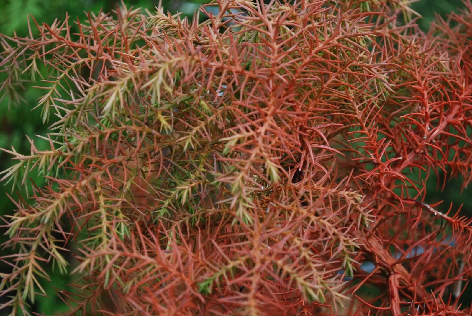 Криптомерия элеганс виридис. Cryptomeria japonica elegans. Криптомерия японская. Криптомерия японская Элеганс. Криптомерия японская Элеганс виридис.