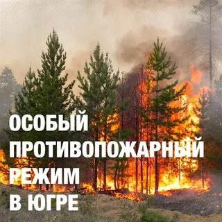 Волнуют и радуют побывать в лесу услышите