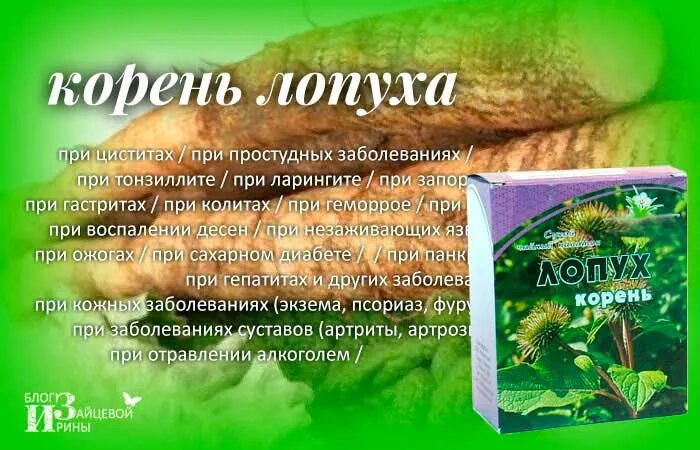 Лопух для печени. Лечебная трава корешки лопуха. Корни репейника лопуха. Отвар корня лопуха. Лечебные свойства лопуха корня лопуха.