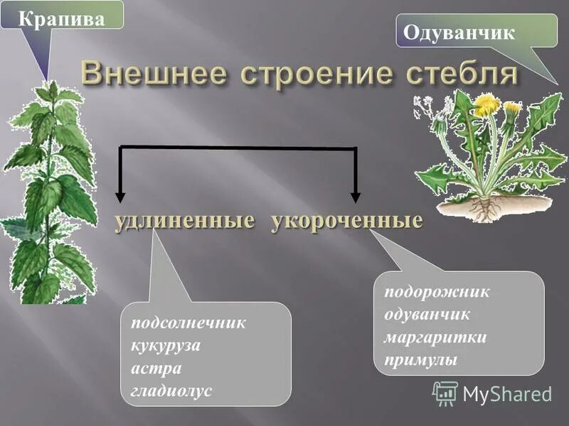 разнообразие стеблей. укороченный стебель и укороченный удлиненный. стебель-соломина характерен для представителей семейства. подсолнечник удлиненный или укороченный. семена подсолнечника сорта виж.