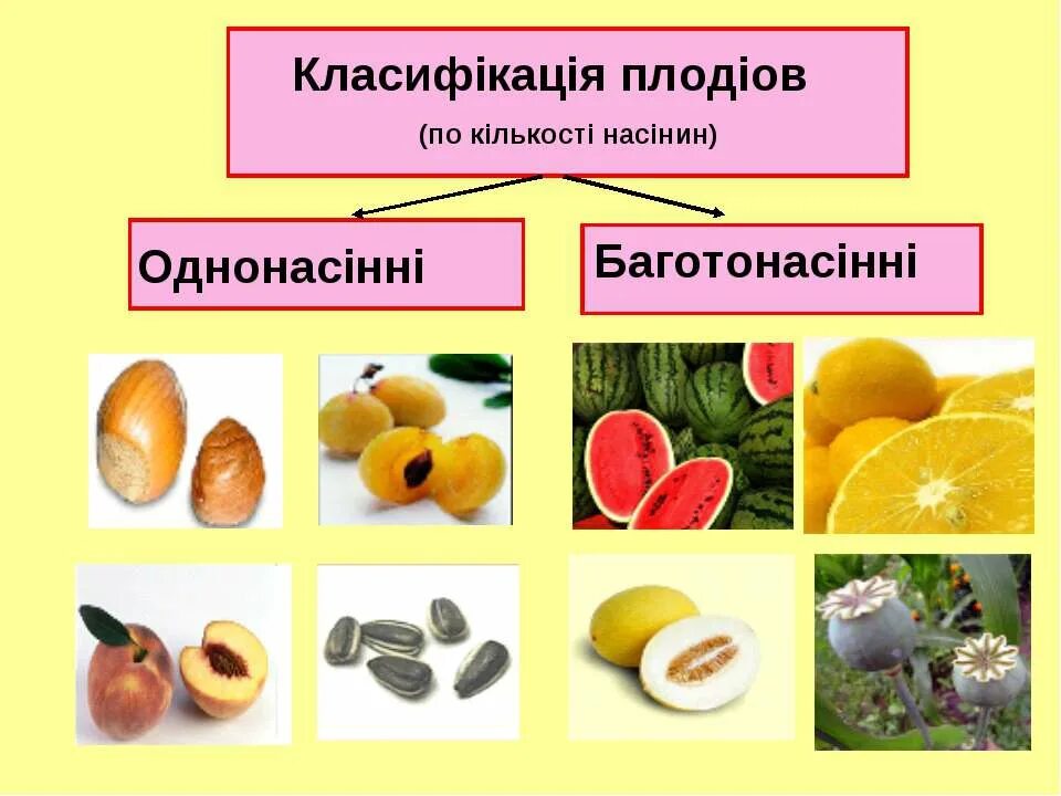 Основные группы плодов. Односемянные плоды и многосемянные плоды. Сухие односемянные плоды и растения. Семена односемянные и многосемянные. Односемянной плод биология 6 класс.