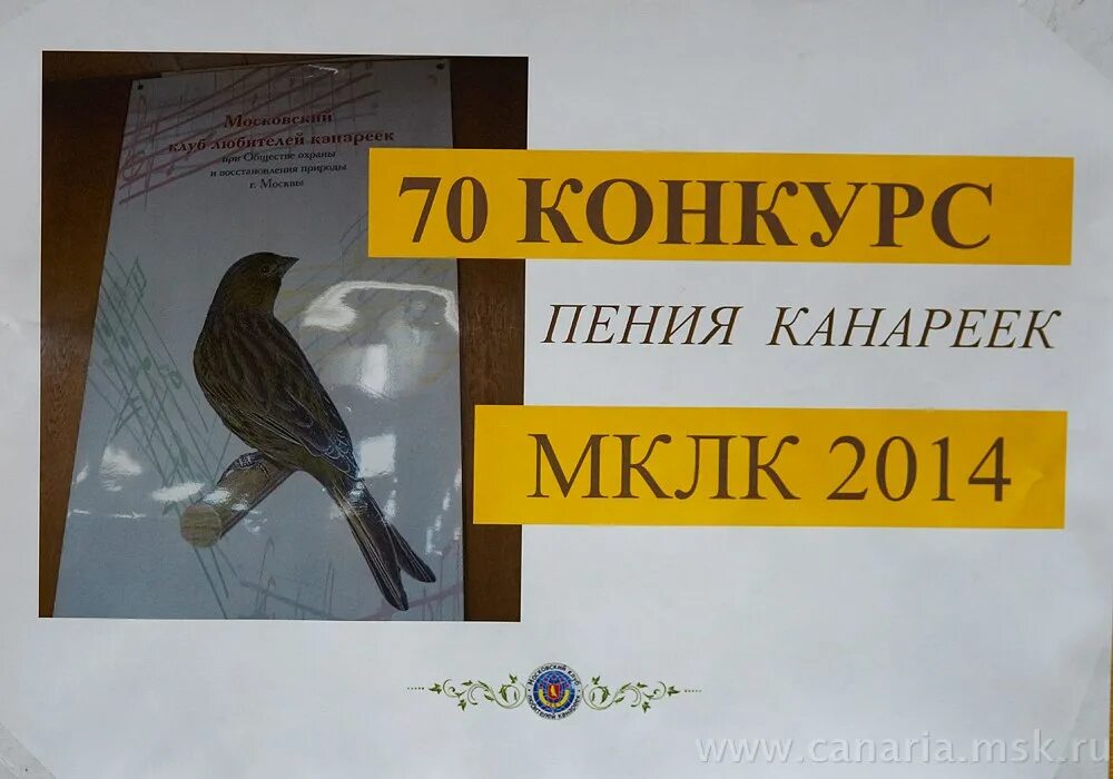 пение кенара овсяночного. пение канарейки обучение. пение канарейки. можно сделать мне чтобы кенар пел. московский клуб любителей канареек.