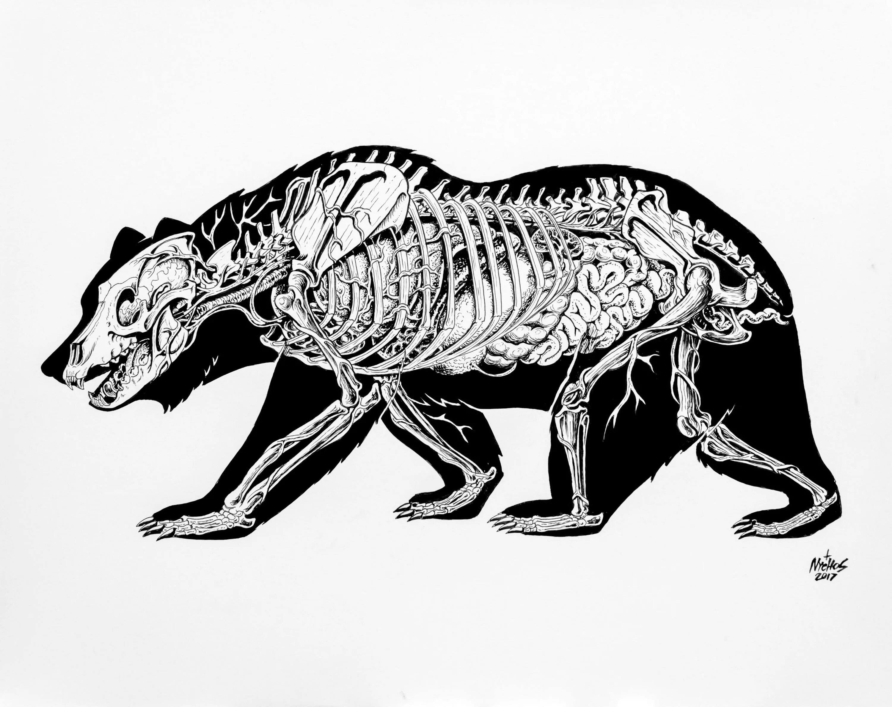 Особенности внутреннего строения медведя. Короткомордый медведь скелет. Скелет медведя. Анатомия медведя. Скелет медведя строение.