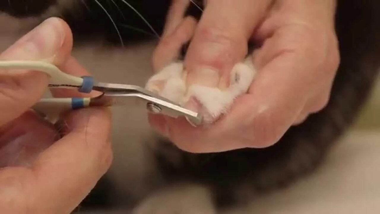 Можно стричь ногти кошки. Стрижка когтей у кошек. Подстричь ногти кошке. Как правильно стричь ногти кошке.