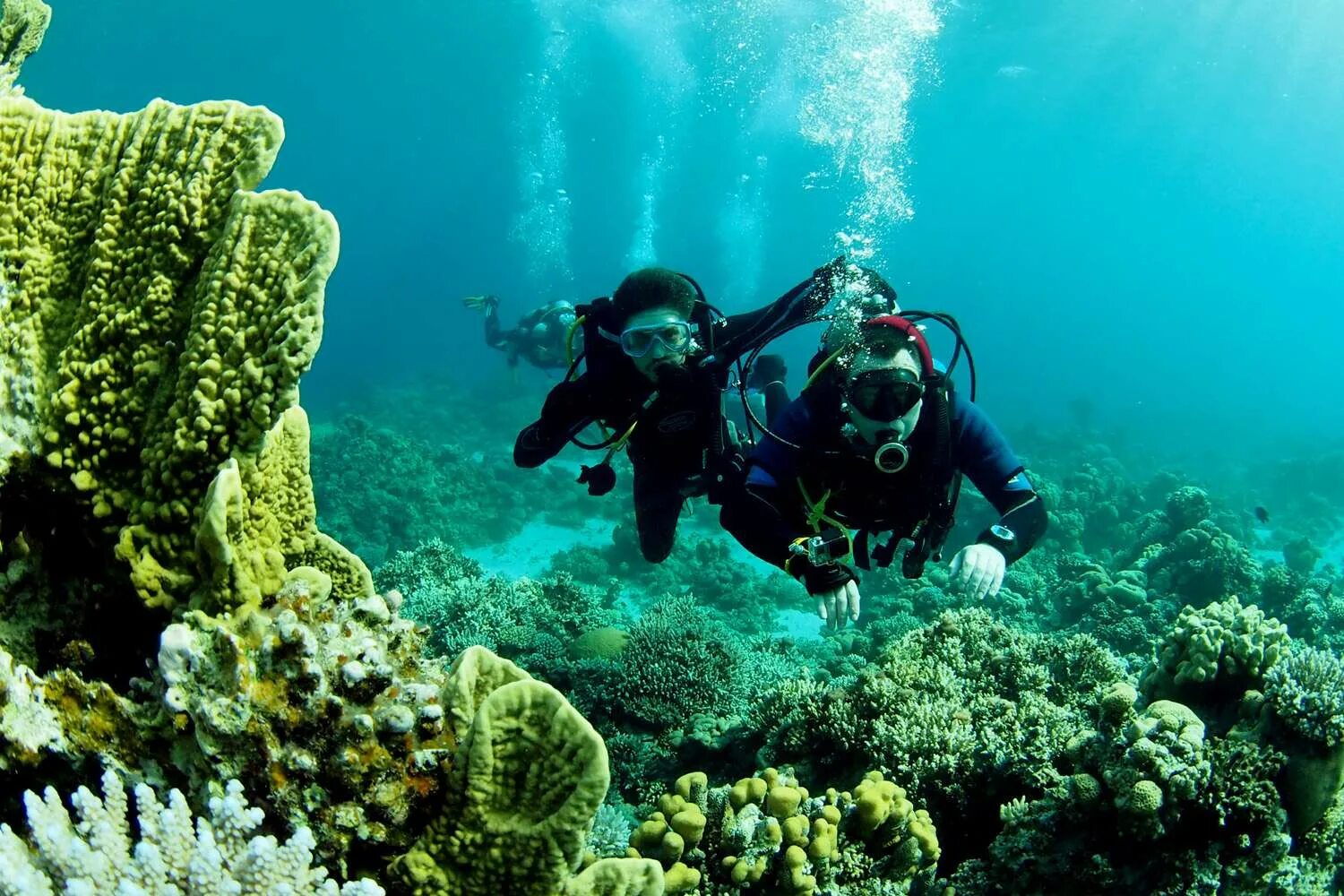 Reef tourism. Дахаб дайвинг. Дахаб риф. Дахаб Египет погружение. Подводный каньон Дахаб Египет.