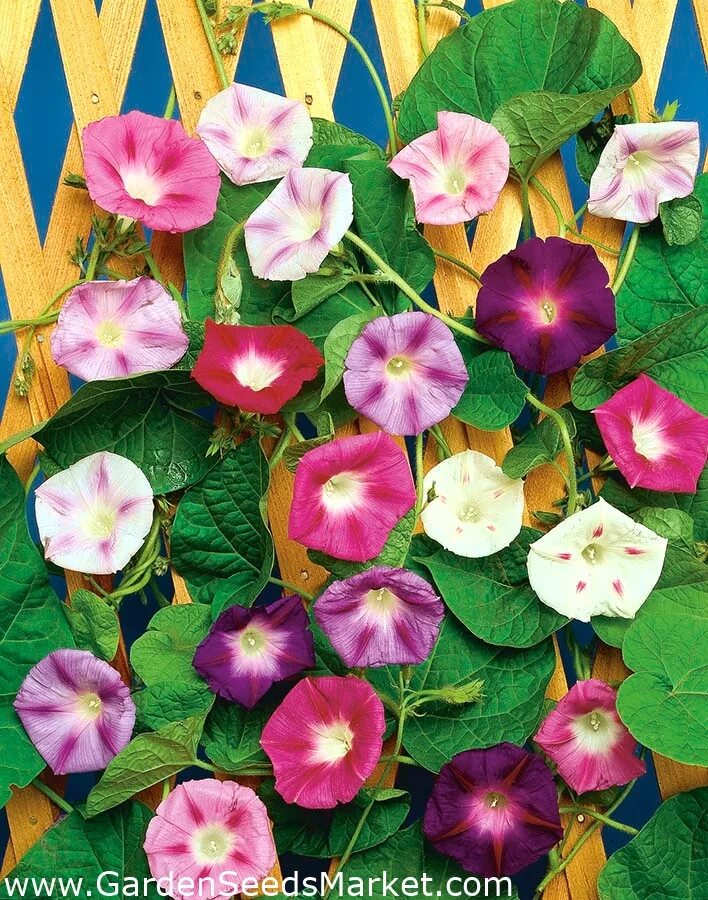 Ипомея вьюнок синяя звезда. Как употреблять ипомею трехцветную. Ипомея пикоти синяя. Ипомея пикоти синяя. Ипомея пурпурная звездный вальс смесь.