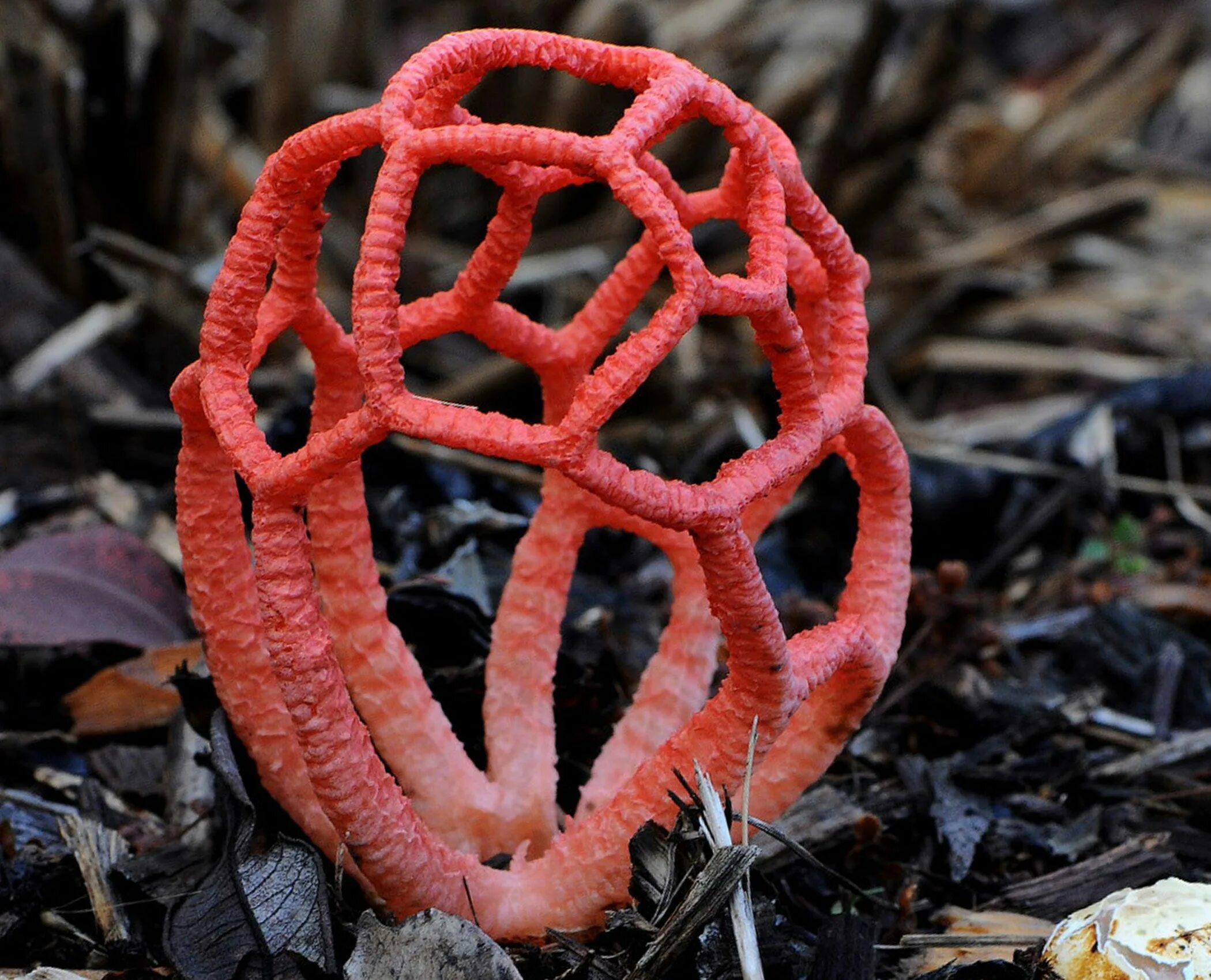 Pin on Fungi