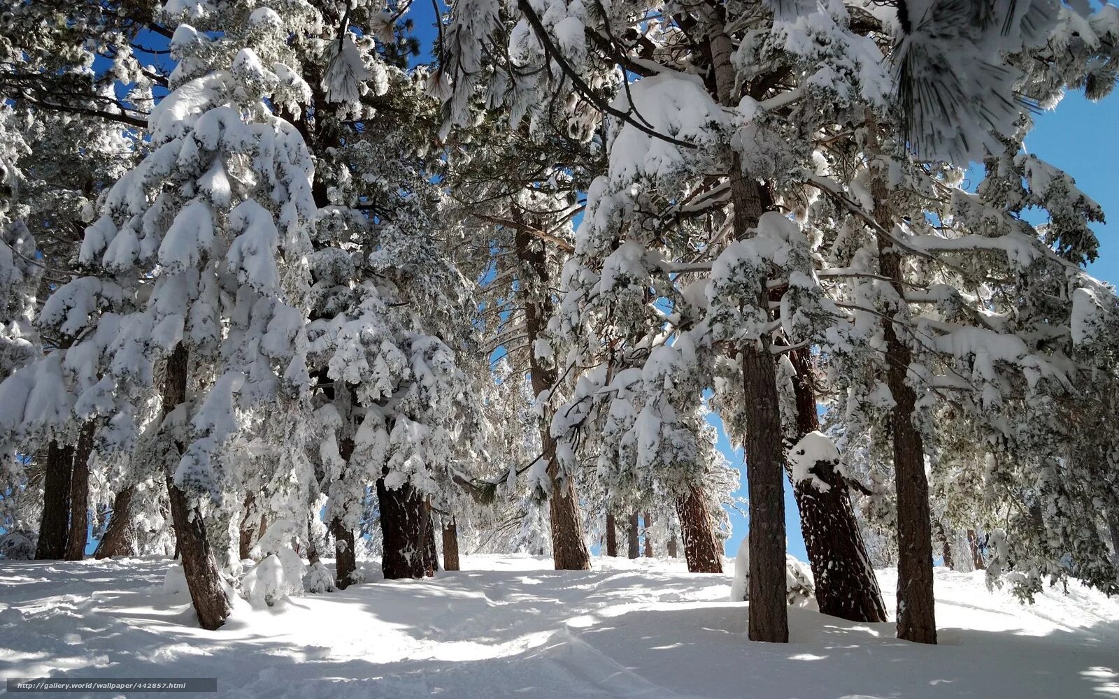 проект зима в лесу. лесные звери и птицы. красивый зимний лес. зима в городе и лесу. сосна зимой.