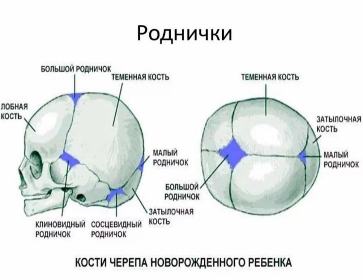 11 родничок. Череп новорожденного ребенка с родничками. Роднички у новорожденных анатомия форма. Строение черепа темечко.