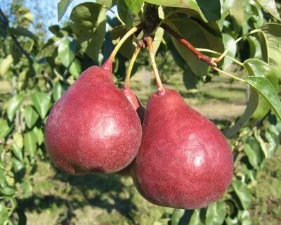 Груша 27