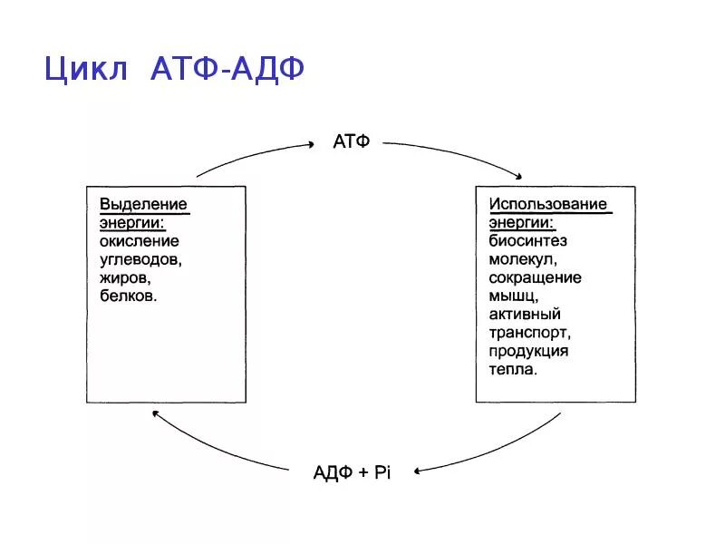 Охарактеризуйте цикл АДФ-АТФ. Схема цикла АТФ АДФ. Цикл АТФ-АДФ биохимия. . Основные пути использования АТФ. Цикл АДФ-АТФ.