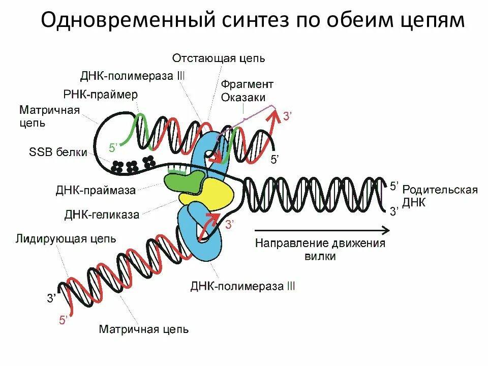 Осуществляется ферментом днк полимеразой. ДНК полимераза репликация ДНК. РНК праймаза. Функция ДНК полимеразы в репликации ДНК. Оказаки репликация ДНК.