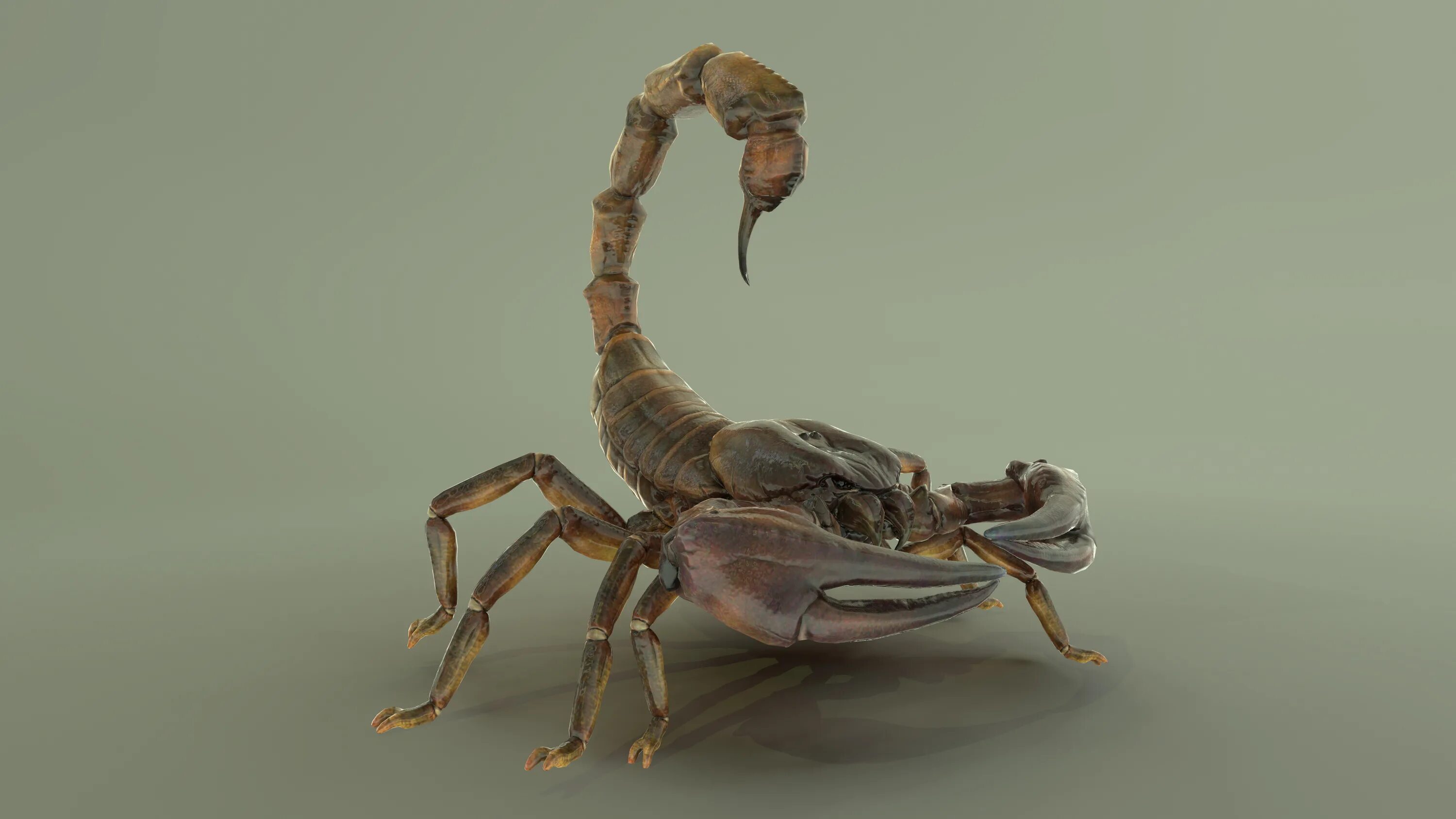 Giant scorpion. Heterometrus cyaneus. Giant scorpion. Самый большой скорпион. Скорпион 3д модель.