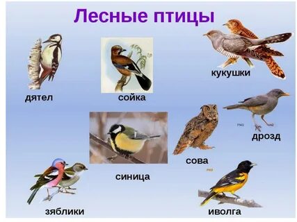 Какие имена птицы