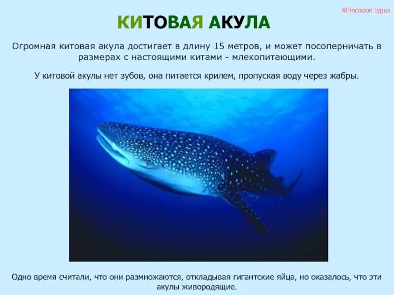 Китовая акула размеры. Китовая акула и человек. Размер китовой акулы. Китовая акула. Китовая акула планктон.