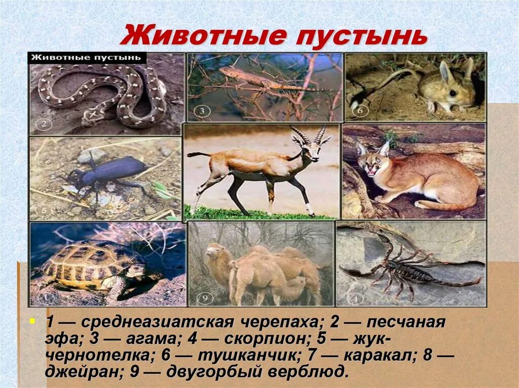 Животные пустынь и полупустынь в России. Пустыни и полупустыни животный мир. Зона пустынь и полупустынь животный мир. Животные зоны пустыни России. Какие животные обитают в пустынях и полупустынях