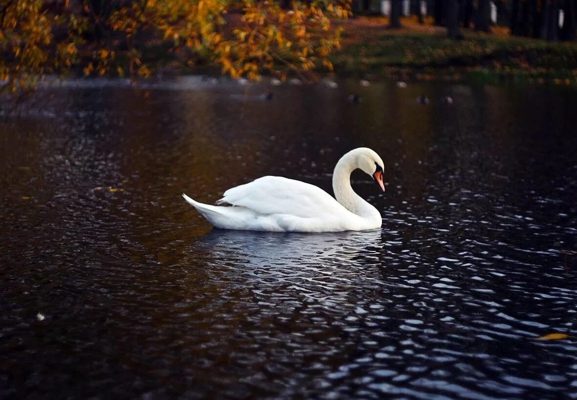 Beautiful Swan, Beautiful birds, Swan wallpaper