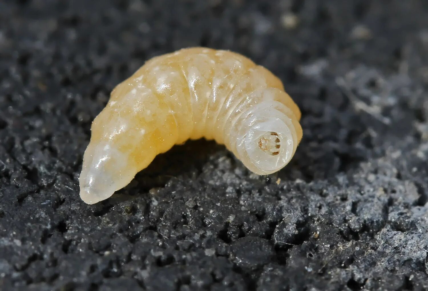 Личинка 4. Личинка 4. Личинка 4. Личинка 4. Личинка багажника vw golf 4.