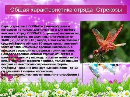 Стрекозы таблица