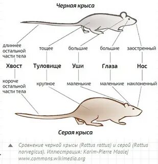 Где находится крыса