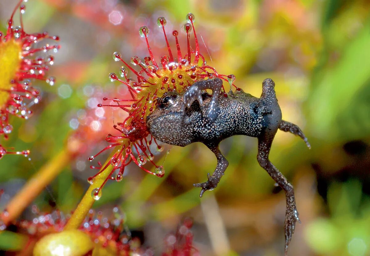 хищная росянка. дросера росянка. дрозера капская. росянка обратнояйцевидная. хищная росянка.