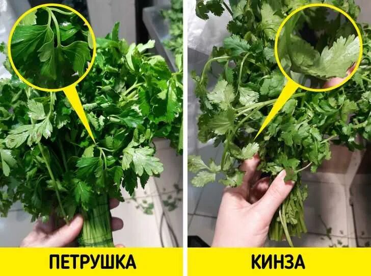 Петрушка кориандр кинза. Как отличить кинзу от петрушки. Как отличить кинзу от петрушки. Кинза кориандр петрушка отличия. Кинза петрушка кориандр разница.