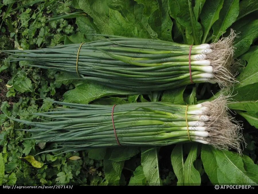 лук параде. лук батун голландские сорта. лук параде. лук батун семена. семена лук батун параде.