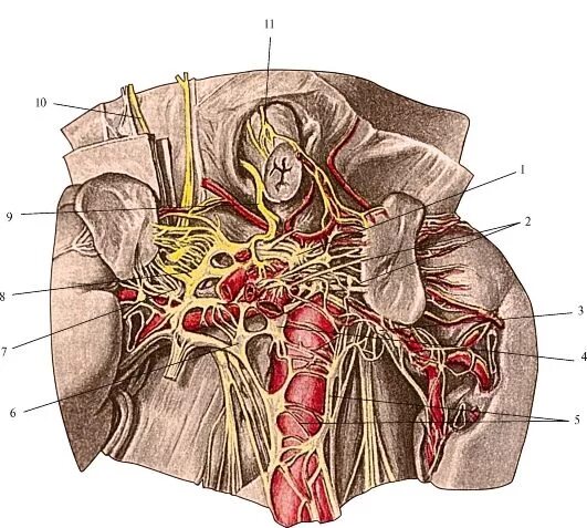 Нервные узлы сплетения. Чревное нервное сплетение анатомия. Брюшное аортальное сплетение анатомия. Солнечное сплетение анатомия. Чревные узлы анатомия.