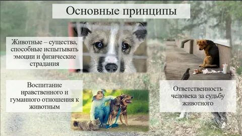 Отношение к животным произведения
