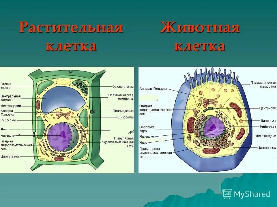 Организм животного состоит из клеток. Строение животного и растительной клетки 5 класс. Сравнение клетки животного и клетки растения цитоплазма. Строение живой и растительной клетки. Строение растительной клетки структура клетки.