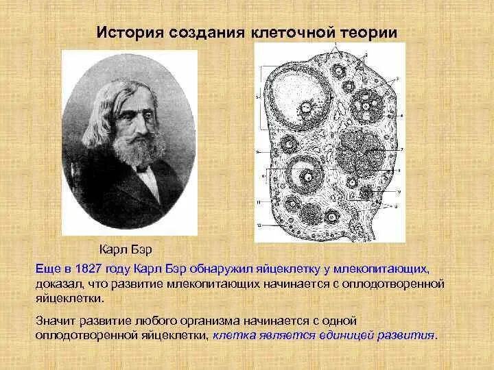 Значение формирования клеточной теории. Клеточная теория карл бэр 1827. карл бэр открытие клетки. бэр карл вклад клетки. карл бэр открытия клеточной теории.