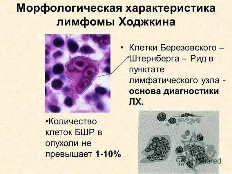 Морфологическая характеристика клетки. Морфологические изменения клеток при апоптозе. Морфологическая характеристика клетки. Морфологическая характеристика клетки. Морфологическая характеристика клетки.