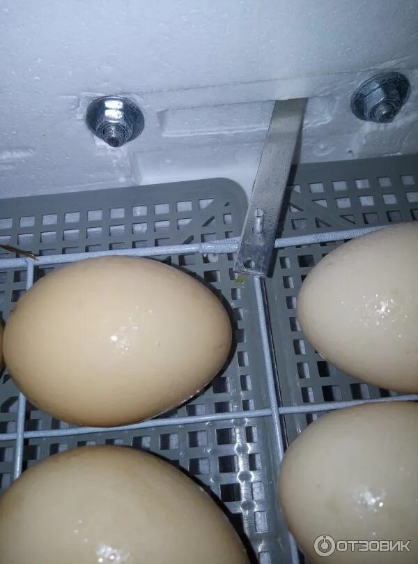 Можно ли закладывать яйца из холодильника. Инкубатор Несушка 104 закладка куриных яиц. Инкубация куриных яиц Несушка 104 яйца. Инкубация утиных яиц в инкубаторе Несушка 77.