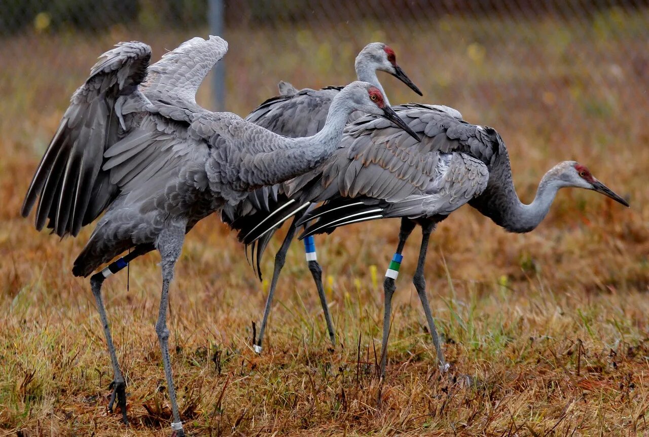 Us wildlife. Журавль. Журавль птица. Канадский журавль. Японские Журавли.