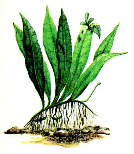 валлиснерия спиральная корень. папоротник таиландский аквариумное. папоротник таиландский аквариумный крыловидный. валлиснерия спиралевидная. элодея канадская.