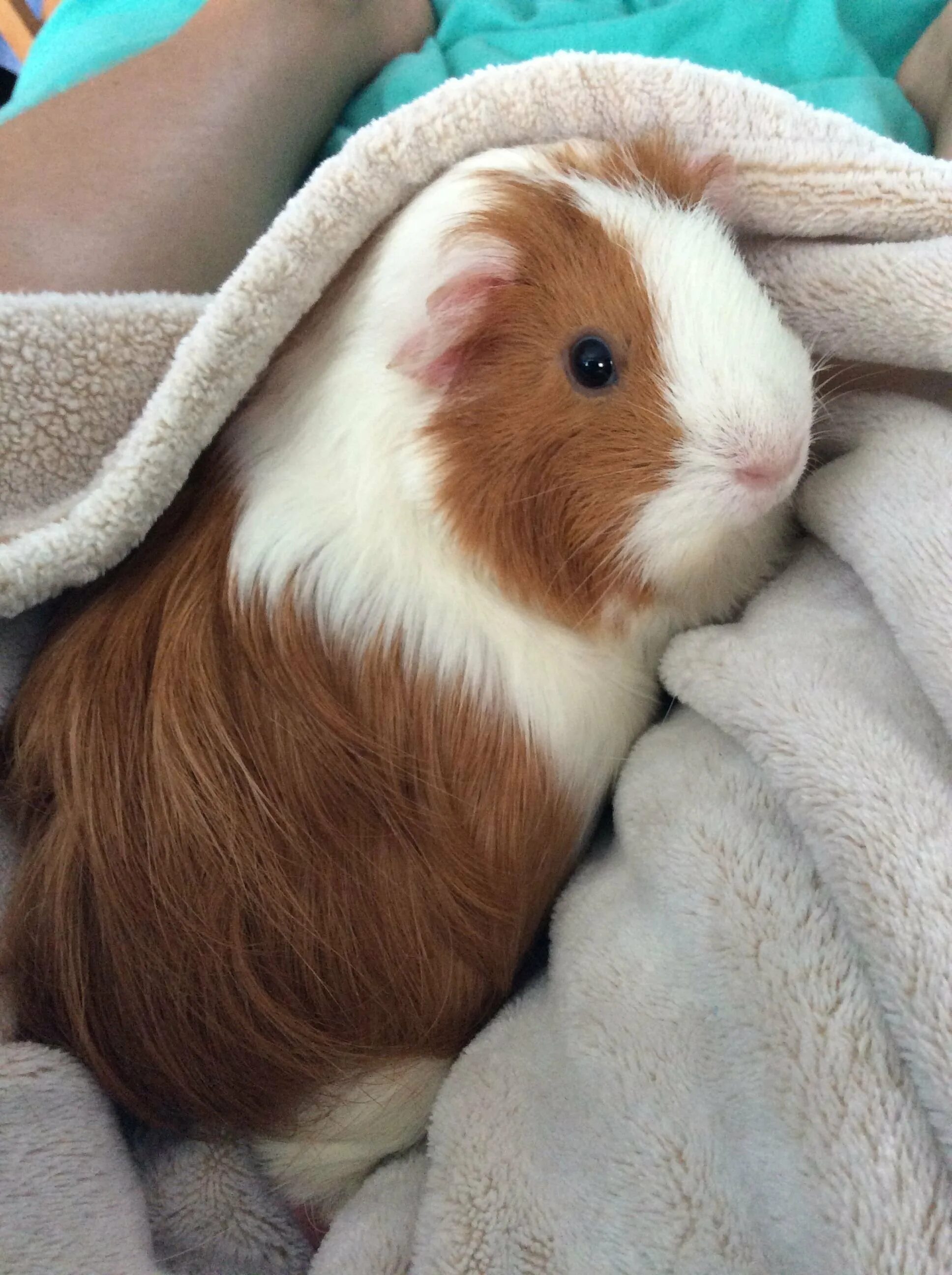 милые морские свиночки. морская свинка боннет. морские свинки. морские свинки породы шиншилла. розетчатая морская свинка.