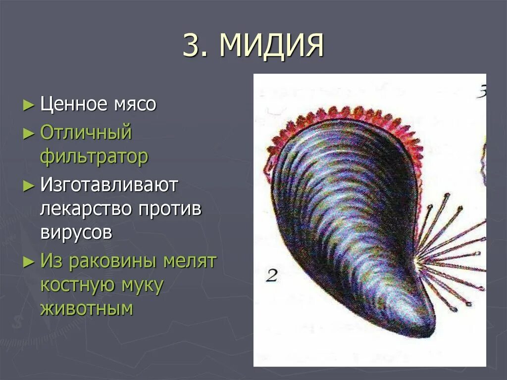Ракообразное 7. Моллюски фильтраторы. Роль двустворчатых моллюсков в природе. Мидии биология. Мидии презентация.