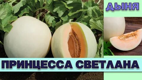 Дыня северная принцесса