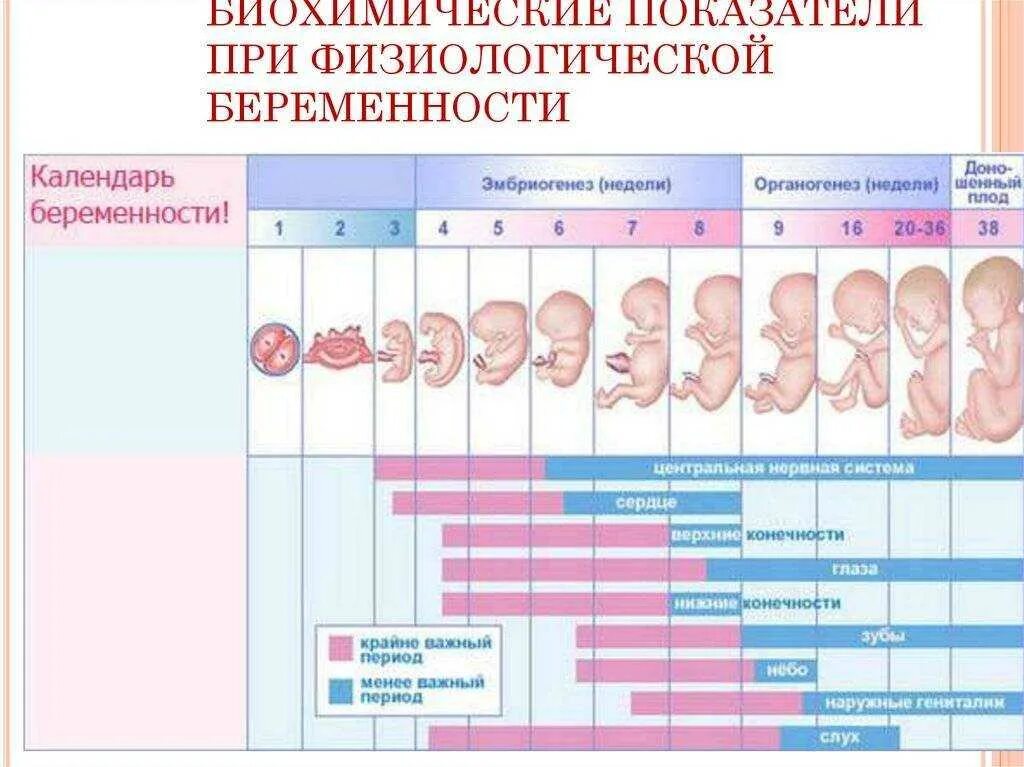 недоношенные новорожденные классификация. таблица расчета родов. на какой неделе может родиться ребенок. доношенный ребенок сроки рождения. на какой неделе беременности рожают.