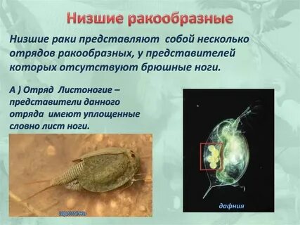 Каковы общие признаки представителей класса ракообразных