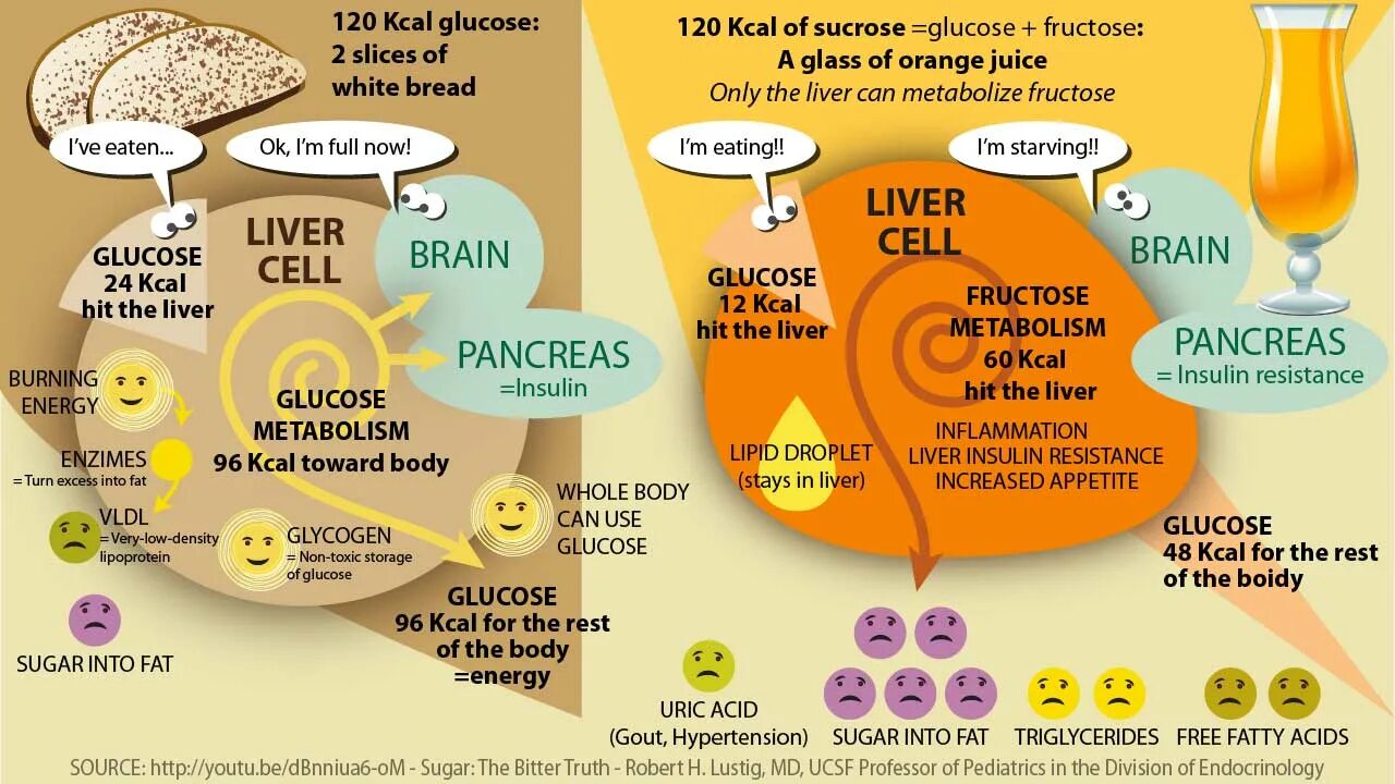 Fructose metabolism. Фруктоза и инсулин. Regulation of Fructose metabolism in Liver. Types of Sugar sucrose Fructose. Фруктоза и печень