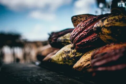 Рынок какао бобов