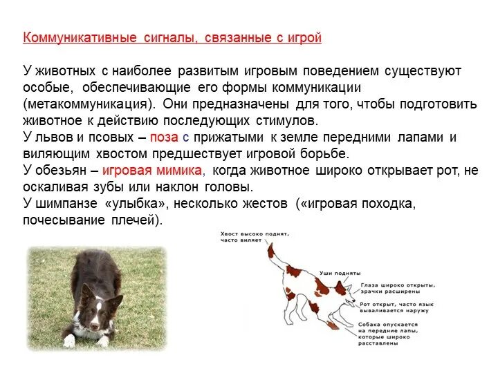 Существует ли коммуникация у животных