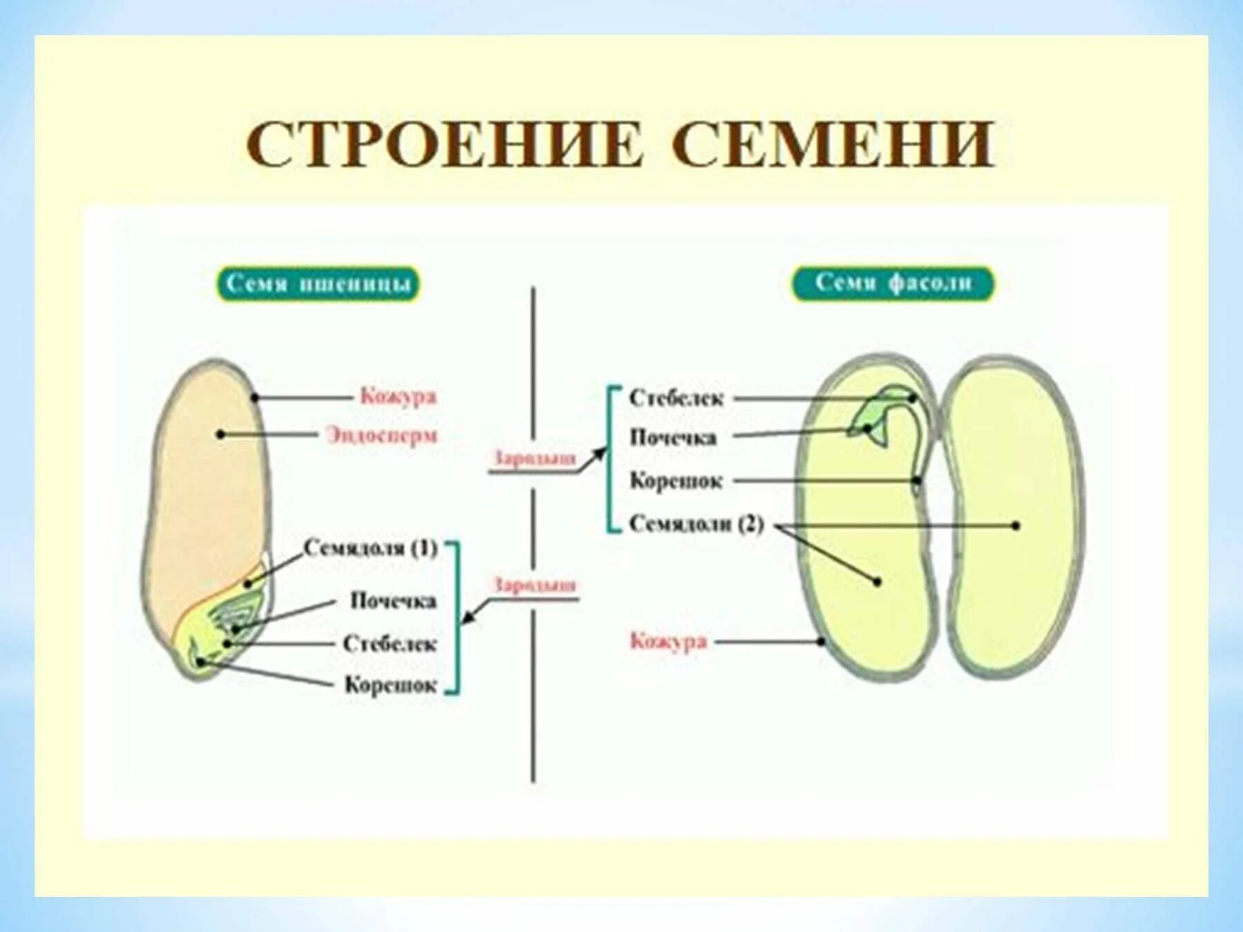 Какое строение имеют семена двудольных растений. Схема семени однодольного растения. Строение однодольного семени. Строение семени двудольного растения. Строение семени однодольного растения.