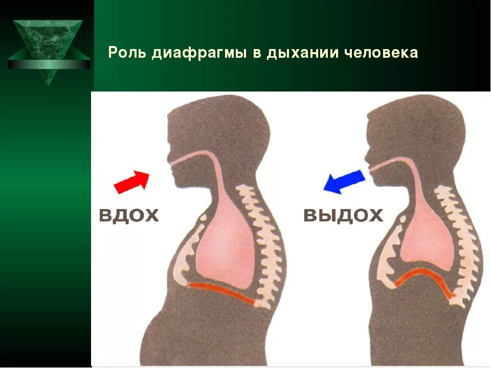 Роль диафрагмы в дыхании человека. Диафрагмальное дыхание. Диафрагма при пении. Дыхательная диафрагма.