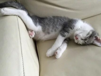 Цветняшки котики устал